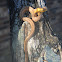 Eastern Ratsnake