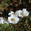Southern Dewberry