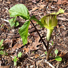 Jack in the Pulpit