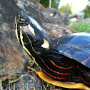 painted turtle