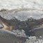 Florida Stone Crab
