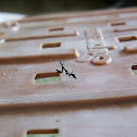 Ant Mimic Mantis
