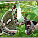 Cecropia and Promethea Moths