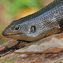 Land mullet