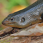 Land mullet