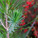 Unknown Evergreen