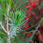 Unknown Evergreen