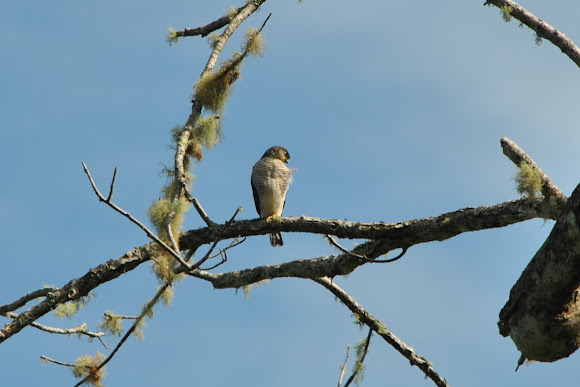 Spotting Image 1