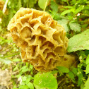 Yellow Morel