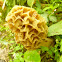 Yellow Morel