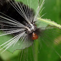 Arctiid Moth Caterpillar