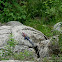 Lagarto. Mwanza Flat-headed Rock Agama