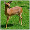 buck