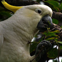 Sulphur Crested Cockatoo