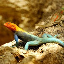 redheaded agama