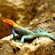 redheaded agama