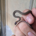 Northern redbelly snake