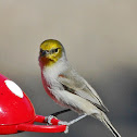 Verdin