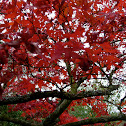 Arce japonés. Smooth Japanese maple