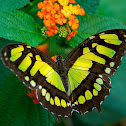 Siproeta stelenes biplagiata