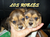 Beagle Cachorros Todo El Ano