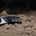California Kingsnake