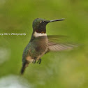 Ruby-throated Hummingbird