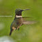 Ruby-throated Hummingbird