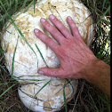 Giant Puffball mushroom