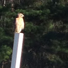 Red-Shouldered Hawk