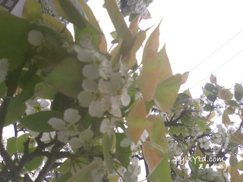 梨花