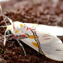 Tiger Moth
