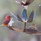 Summer Tanager