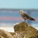 Heermann's Gull