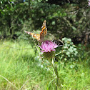 Painted Lady