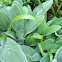 Lamb's ear