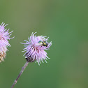 blow-fly