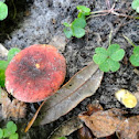 Burgundy gilled cap