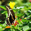 Giant Swallowtail Butterfly