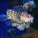 Red Lionfish