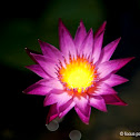 Water Lily