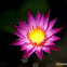 Water Lily