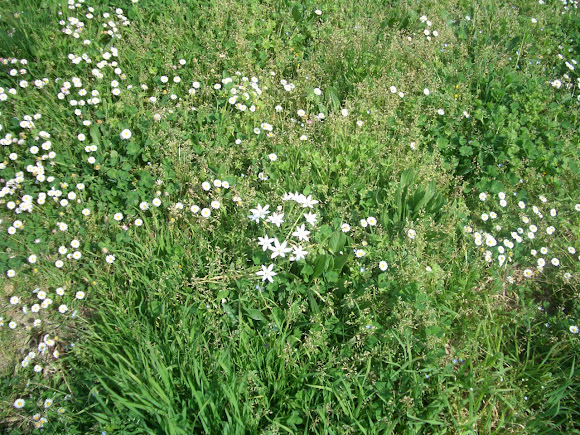 Spotting Image 1