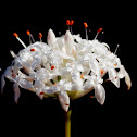 Heath Rice Flower