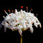 Heath Rice Flower