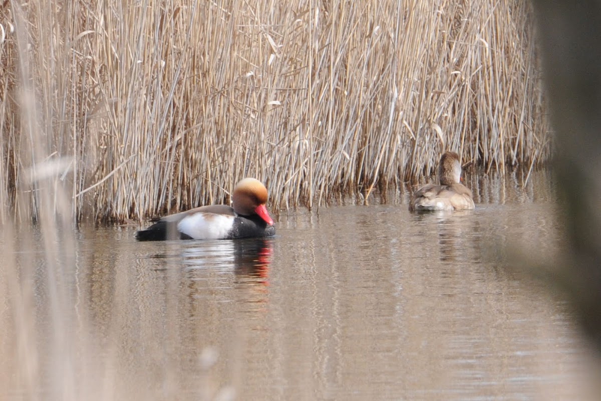 Red Crested Pochard