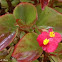 Begonia