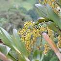 Orquidea