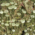 Real Cup Lichen