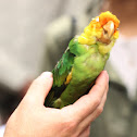 Carolina Parakeet